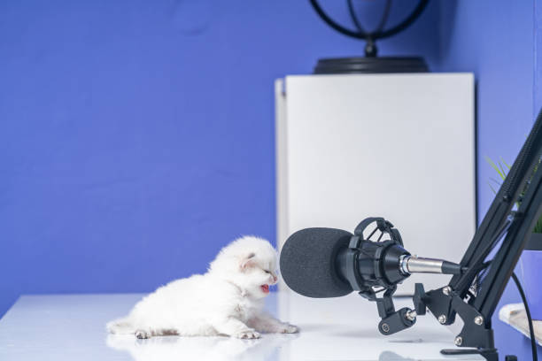 photo of white british shorthair cat on podcasting desk - shorthair cat audio imagens e fotografias de stock