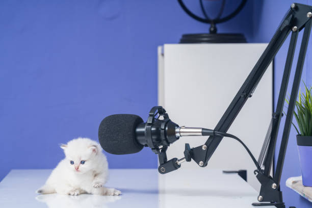 photo of white british shorthair cat on podcasting desk - shorthair cat audio imagens e fotografias de stock