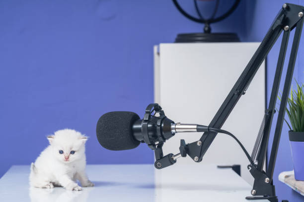 팟캐스트 책상에 하얀 영국 쇼트헤어 고양이의 사진 - shorthair cat audio 뉴스 사진 이미지