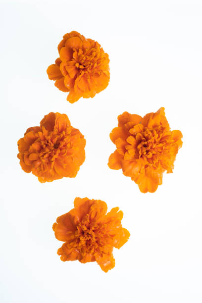tagetes flowers