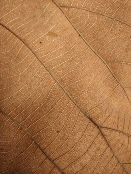 istock Texture of Autumn leaf. Dried fallen brown leaf close up 1420809961
