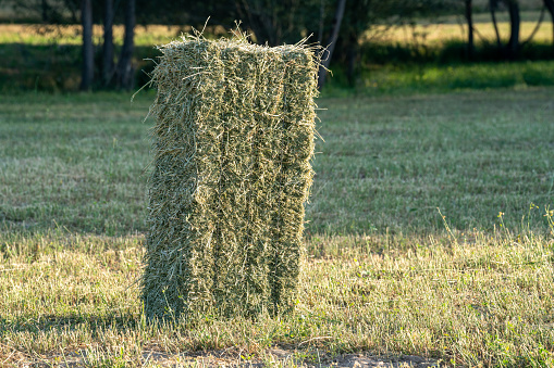 Pitchfork lifting hay. Freshly mown grass field .