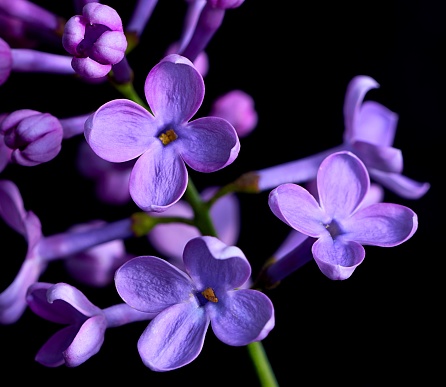 lilac flower grows on a black background, nature