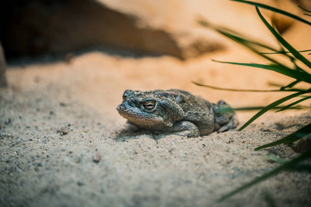 un sapo cubierto de arena en el suelo - frog batrachian animal head grass fotografías e imágenes de stock