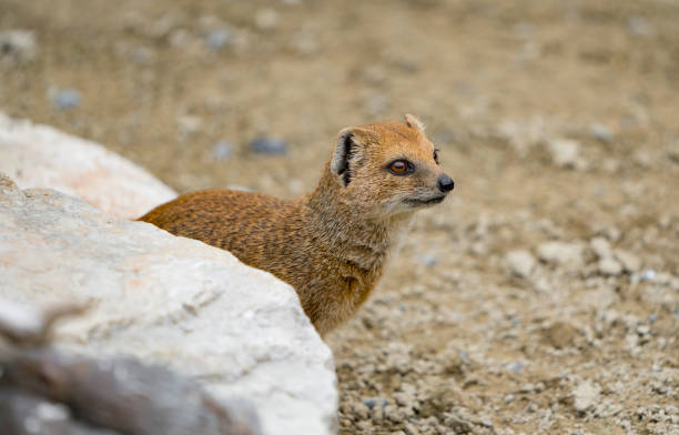 istock Yellow mongoose behind a rock 1420812474