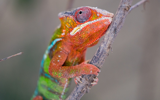 Colorful panther chameleon on a branch