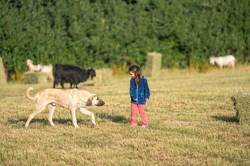 Full length photo of 5 years old girl playing with dog in farm. Herd of livestock is grazing on the background. Shot under daylight with a full frame mirrorless camera.