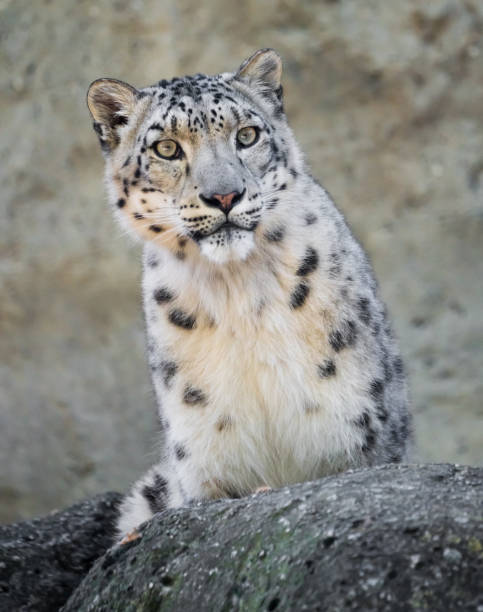 istock Snow leopard sitting behind rock and looking around 1420812510