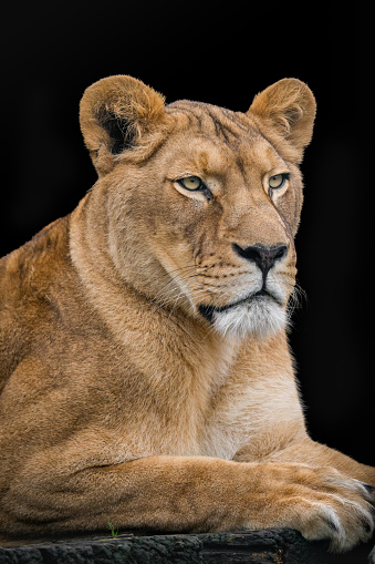Portrait of a lioness with black background