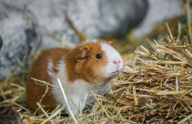 istock Guinea pig standing on hay 1420812512