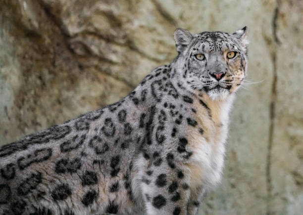 Standing snow leopard in front of an mountain rock