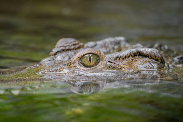istock Eye closeup of an corcodile in water with reflections 1420812551