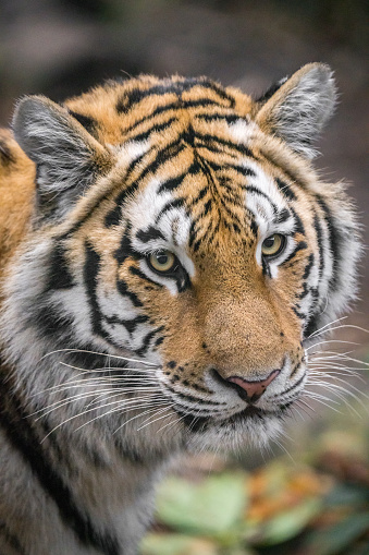 Closeup portrait of a tiger