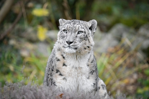 Cute snow leopard sitting in bushes