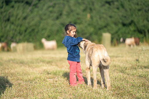 Full length photo of 5 years old girl playing with dog in farm. Herd of livestock is grazing on the background. Shot under daylight with a full frame mirrorless camera.