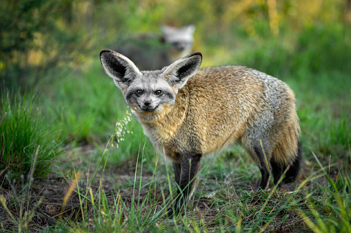 Bat eared fox standing in green grass and looking towards camera