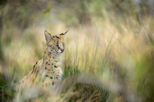Serval posing in tall grass, a dreamy view