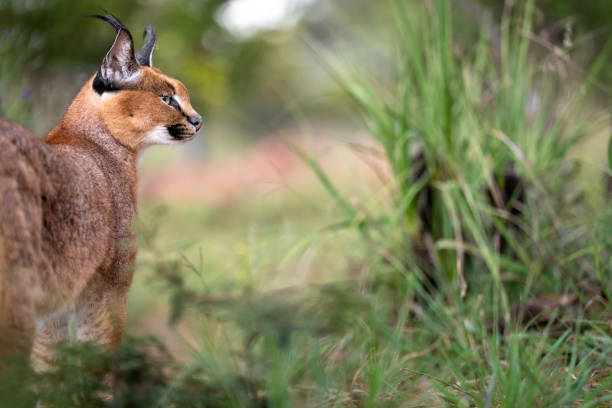 140+ Isolated Caracal Stock Photos, Pictures & Royalty-Free Images