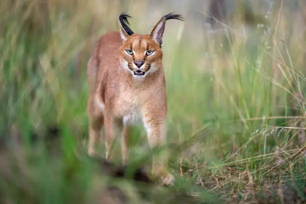 A caracal cat walking towards the camera with open mouth