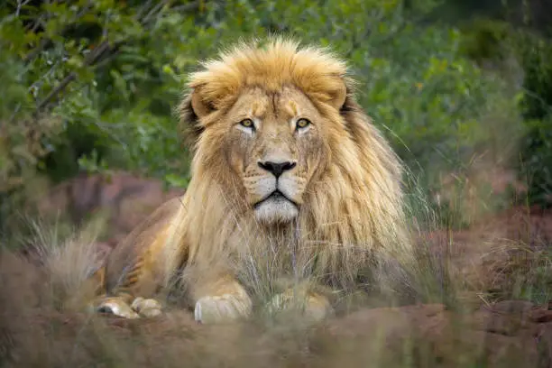 Photo of White male lion sitting in front of camera and looking at the viewer