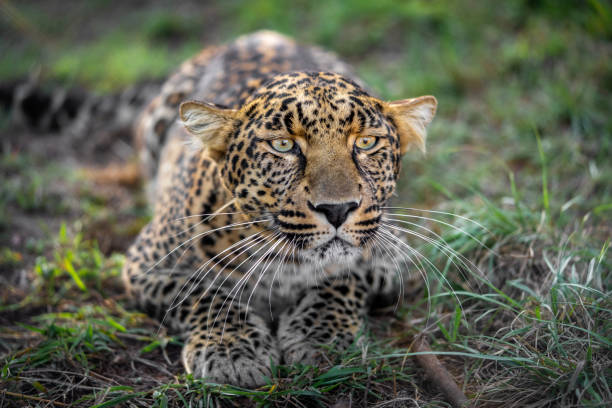 istock Colorful image of an leopard looking into camera 1420812639