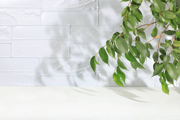 istock Empty showcase for display or presentation of cosmetic products, scene for design, abstract background with tropical leaves and shadows, 1420813305