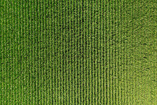 Corn green field from a great height