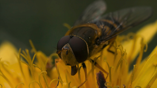 Extreme close up of a wasp on a yellow flower collecting pollen. Beautiful dandelion with wasp in macro, dangerous insects on blurred green grass background.