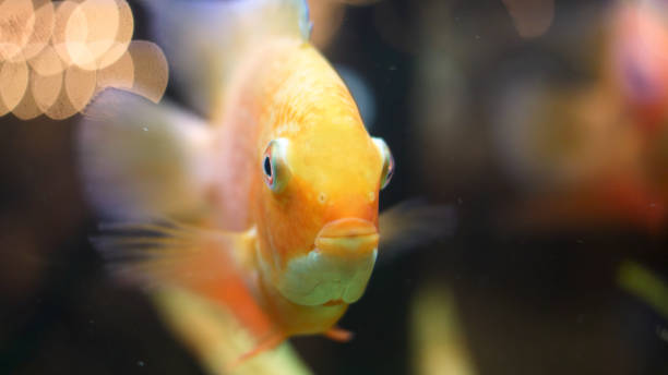 macro close up for the face of wonderful goldfish in the aquarium. frame. golden fish opening, closing its mouth and moving its fins, underwater life. - tank musician imagens e fotografias de stock