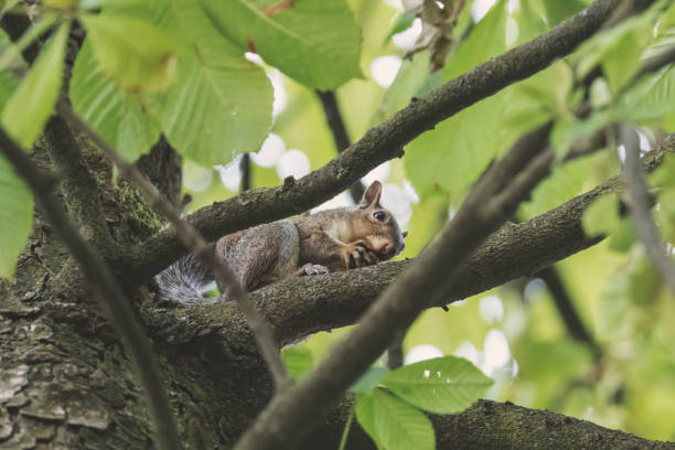 istock Low angle view of a squirrel on a tree eating 1420818728