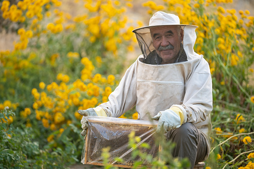 Photo of senior man in white beekeeper suit holding a beehive in yellow daisy flowers garden. Shot under daylight with a full frame mirrorless camera.