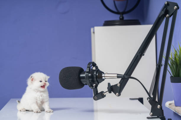 Photo of white British Shorthair Cat using microphone for podcasting stock photo