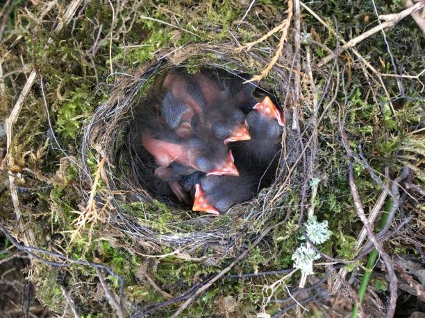 Songbird chicks in a carefully constructed bird’s nest in a hedgerow