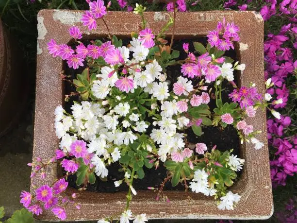 Old stone trough packed full of pink and white lewisia flowers