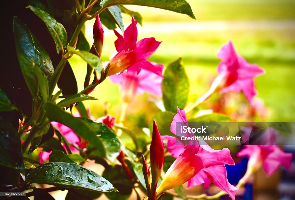After The Rains A window box filled with delicate pink Mandevilla flowers Beauty Stock Photo