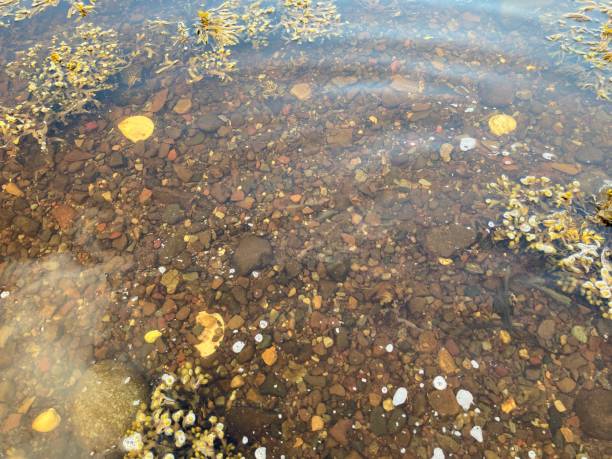 istock Shells, rocks and pebbles underwater on a rocky beach shore with crystal clear water 1420823926