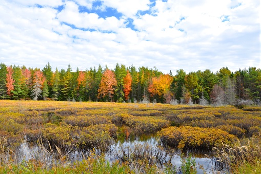 Autumn colors stand out among the evergreen trees that border a bog area in Acadia National Park on Mount Desert Island, Maine