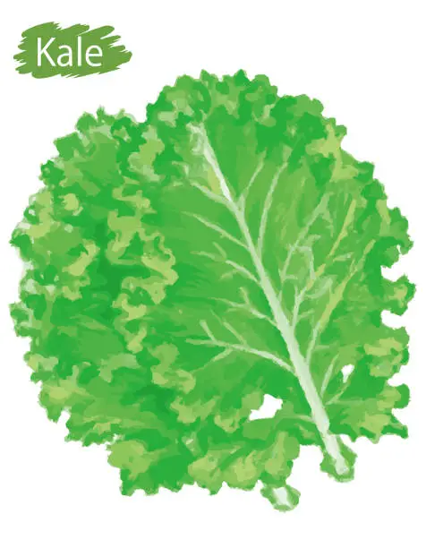 Vector illustration of Watercolor fresh kale.  Vector illustration.