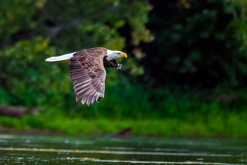With wings spread and eyes looking forward, a bald eagle flies over the Potomac River, near Darnestown, MD.