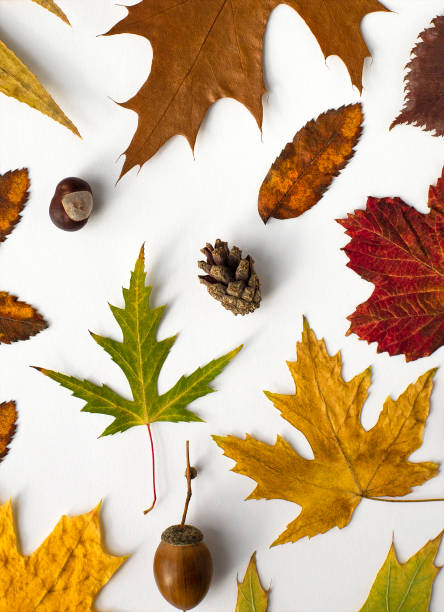 istock Beautiful bright and colorful autumn leaves on white 1420826122