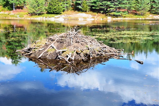 During autumn, a beaver lodge is seen in a safe location in the center of a pond reflecting clouds in New England.
