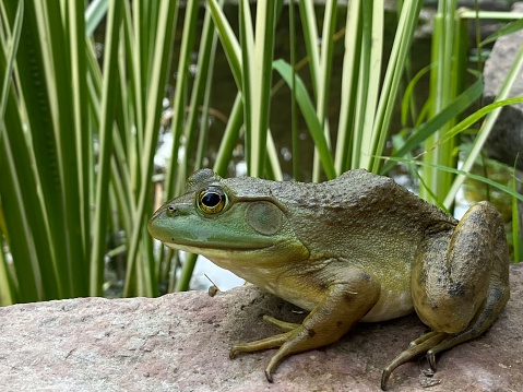 Pollution - Frog in a natural pond eating a cigarette butt