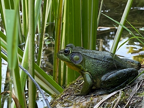 Image of an American bullfrog (lithobates catesbeianus) sitting at the end he of a pond on a rock, close up image