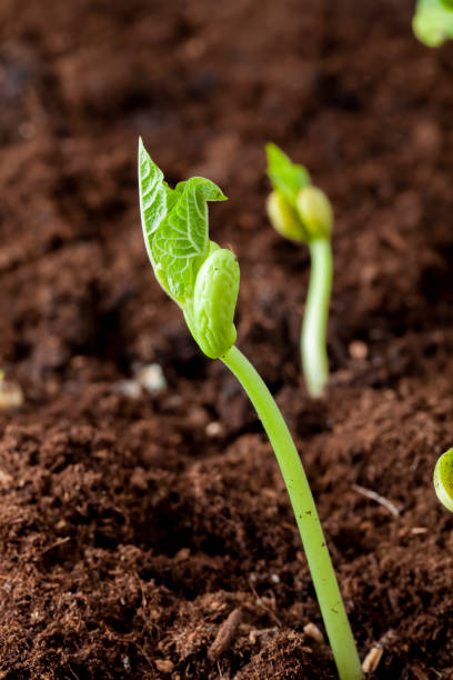 istock Green pea sprouts in the field 1420831643