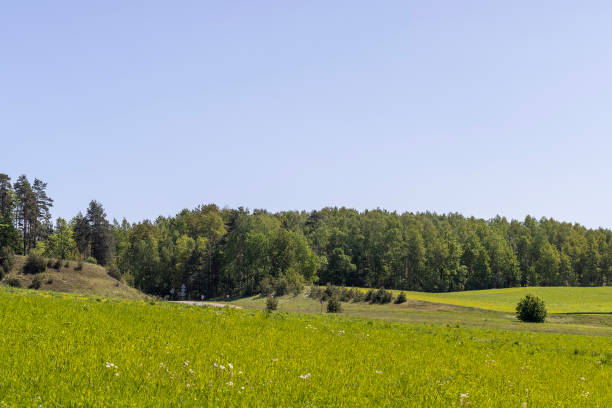 istock An agricultural field where green cereals grow 1420831791
