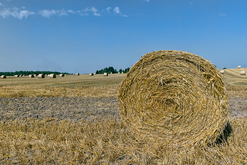 Agricultural field with harvested wheat and straw in stacks, twisted straw stacks after harvest