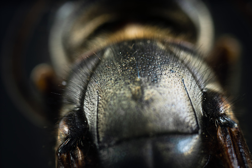 Cockroach on white