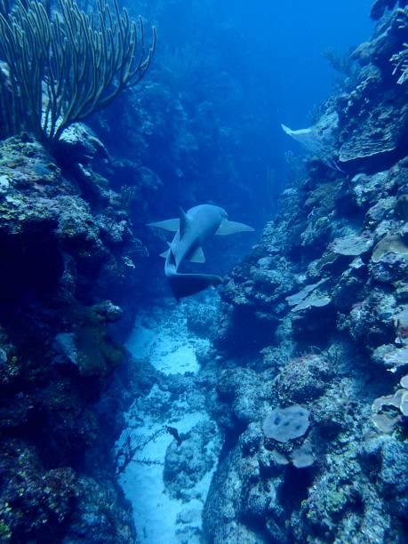 istock Nurse shark swimming 1420837948