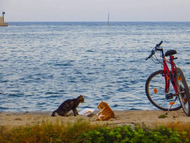 Photo of Funny Cats on Coast of Italy
