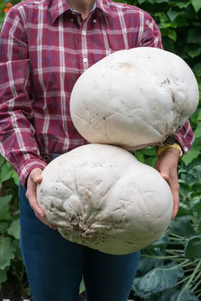 Giant puffball mushrooms can be found in many areas, such as deciduous woodland, meadow and even lawns in autumn across southern Ontario, Canada.